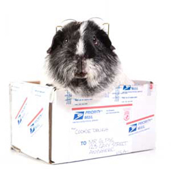 guinea pig in a mailing box