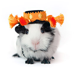 Cookie Crumbs guinea pig